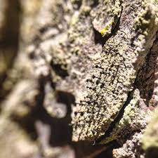 Attēlu rezultāti vaicājumam “Chaenotheca ferruginea”