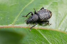 Attēlu rezultāti vaicājumam “Donacia clavipes”