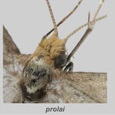 Attēlu rezultāti vaicājumam “Nematopogon sp.”