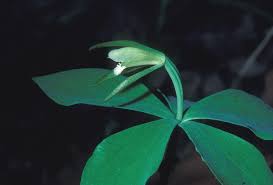 Attēlu rezultāti vaicājumam “Stemonaria irregularis young”