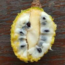 Attēlu rezultāti vaicājumam “Crepis paludosa fruit”