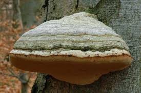 Attēlu rezultāti vaicājumam “Polyporus brumalis”