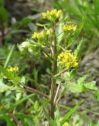 Attēlu rezultāti vaicājumam “Rorippa palustris flower”