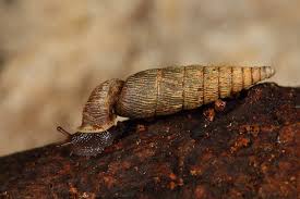 Attēlu rezultāti vaicājumam “Clausiliidae”