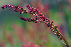 Attēlu rezultāti vaicājumam “Rumex acetosa flower”