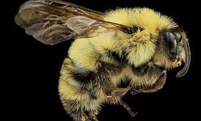 Attēlu rezultāti vaicājumam “Bombus”