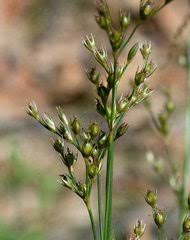 Attēlu rezultāti vaicājumam “Juncus nastanthus”