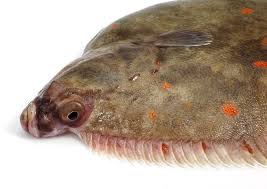 Image result for Pleuronectes platessa