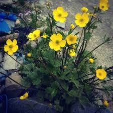 Attēlu rezultāti vaicājumam “Ranunculaceae”