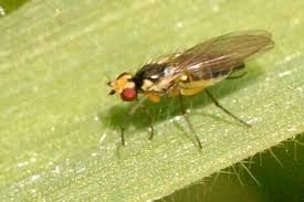 Attēlu rezultāti vaicājumam “Phalaroides arundinacea fruit”