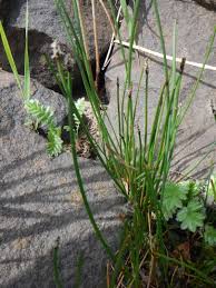 Attēlu rezultāti vaicājumam “Eleocharis palustris”