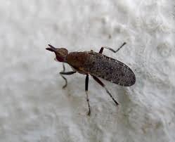 Attēlu rezultāti vaicājumam “Sciomyzidae”