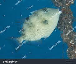 Image result for Balistes capriscus