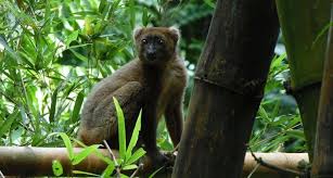 Attēlu rezultāti vaicājumam “Lycogala asperum macro”