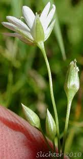 Attēlu rezultāti vaicājumam “Stellaria palustris leaf”