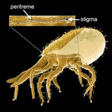 Attēlu rezultāti vaicājumam “Mesostigmata”