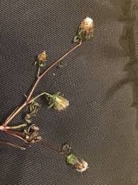 Attēlu rezultāti vaicājumam “Bidens tripartita flower”