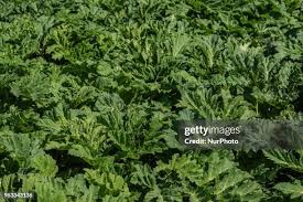 Attēlu rezultāti vaicājumam “Heracleum sosnowskyi leaf”