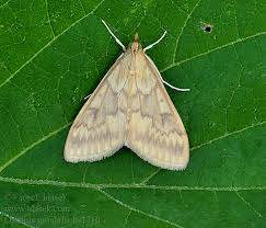 Attēlu rezultāti vaicājumam “Ostrinia nubilalis”