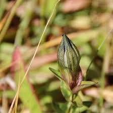 Attēlu rezultāti vaicājumam “Gentiana cruciata bud”
