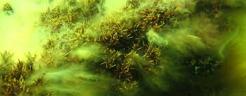 Attēlu rezultāti vaicājumam “Furcellaria lumbricalis”