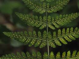 Attēlu rezultāti vaicājumam “Dryopteris expansa”