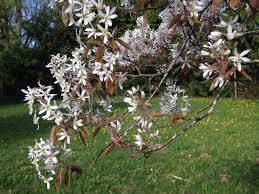 Attēlu rezultāti vaicājumam “Amelanchier canadensis”