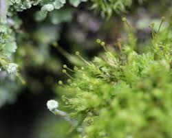 Attēlu rezultāti vaicājumam “Aulacomnium androgynum sporophyte”