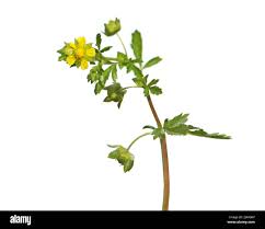 Attēlu rezultāti vaicājumam “Potentilla supina flower”