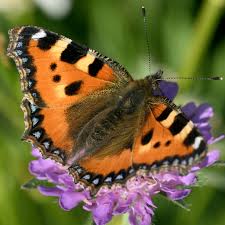 Image result for Small Tortoiseshell