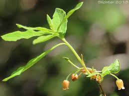 Attēlu rezultāti vaicājumam “Menziesia ferruginea”