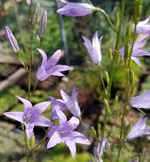 Image result for Campanula rapunculoides