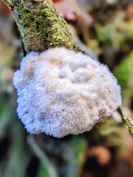 Attēlu rezultāti vaicājumam “Postia ptychogaster”