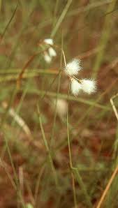 Attēlu rezultāti vaicājumam “Eriophorum gracile fruit”