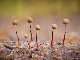 Attēlu rezultāti vaicājumam “Cribraria tenella spores”