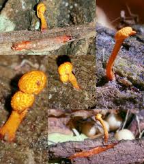 Attēlu rezultāti vaicājumam “Cordyceps stylophora”