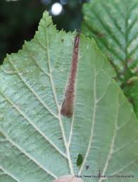 Attēlu rezultāti vaicājumam “Phyllonorycter nicellii”