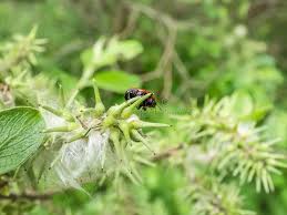 Attēlu rezultāti vaicājumam “Gonioctena viminalis”