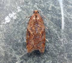 Attēlu rezultāti vaicājumam “Acleris bergmanniana”