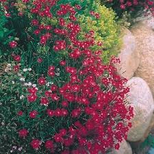 Attēlu rezultāti vaicājumam “Dianthus deltoides flower”
