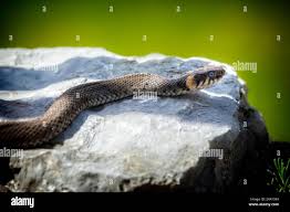 Image result for Ringelnatter