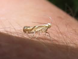 Attēlu rezultāti vaicājumam “Argyresthia spinosella”