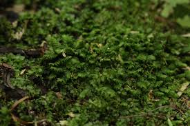 Attēlu rezultāti vaicājumam “Fissidens taxifolius”