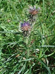 Attēlu rezultāti vaicājumam “Saussurea esthonica flower”