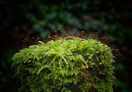 Attēlu rezultāti vaicājumam “Hypnum cupressiforme sporophyte”