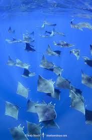 Image result for Mobula hypostoma