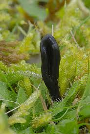 Attēlu rezultāti vaicājumam “Geoglossum sp.”