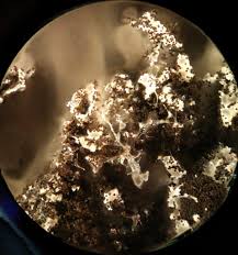 Attēlu rezultāti vaicājumam “Comatricha fragilis”