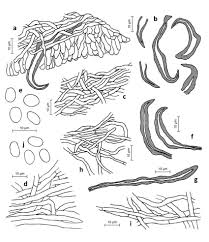 Attēlu rezultāti vaicājumam “Onnia triquetra”