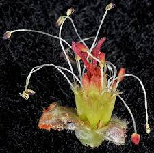 Attēlu rezultāti vaicājumam “Acer saccharinum flower”